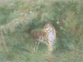 thumbnail Tiger